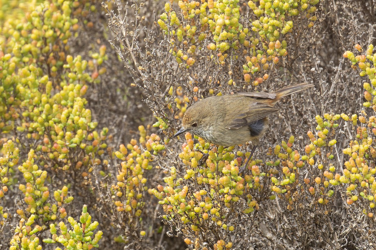 Brown Thornbill - ML624145667