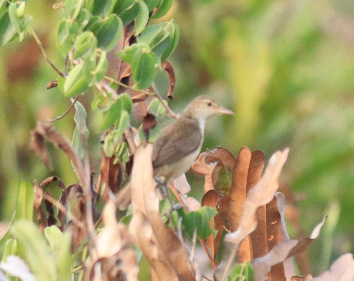 Clamorous Reed Warbler - Afsar Nayakkan