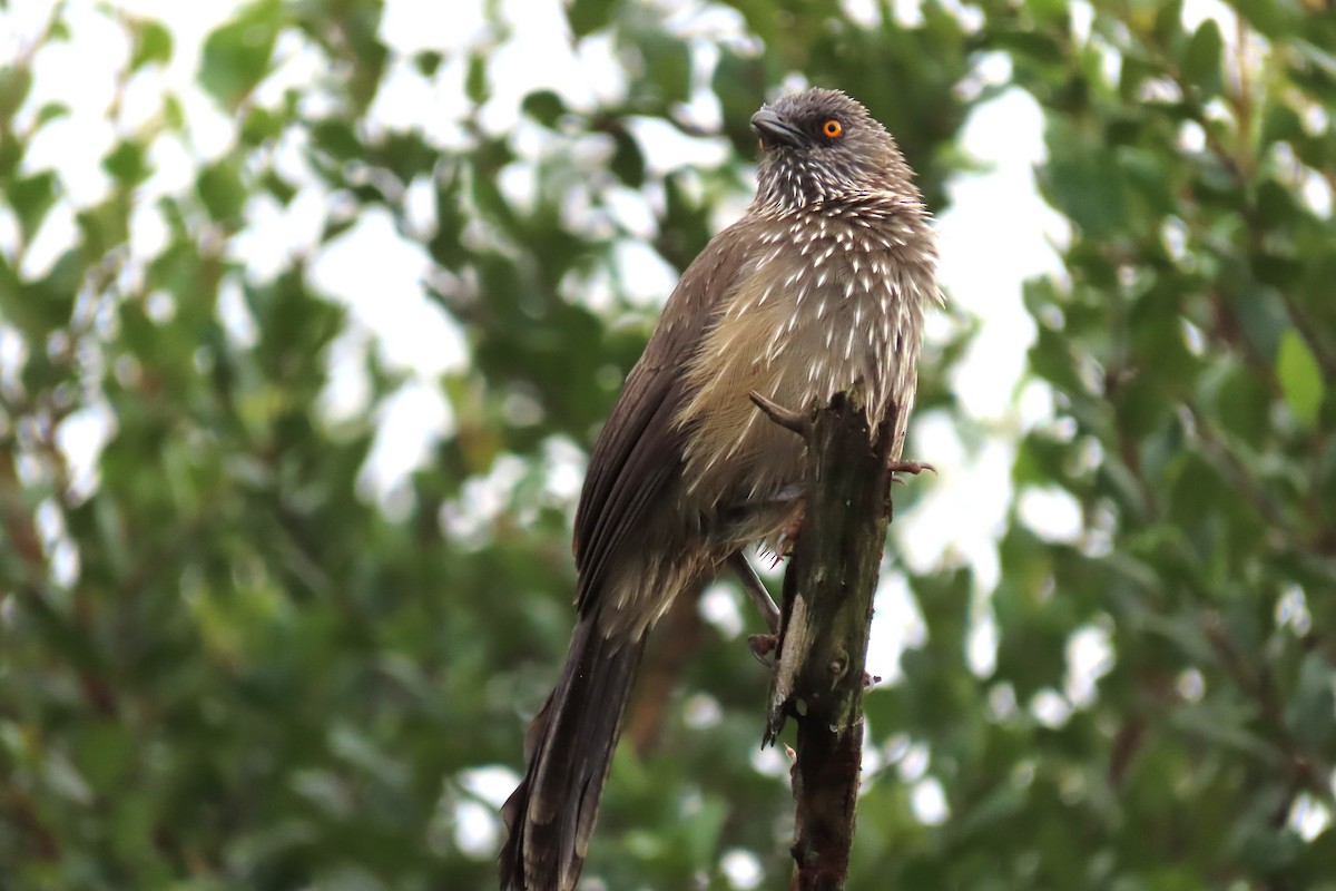 Arrow-marked Babbler - ML624145690