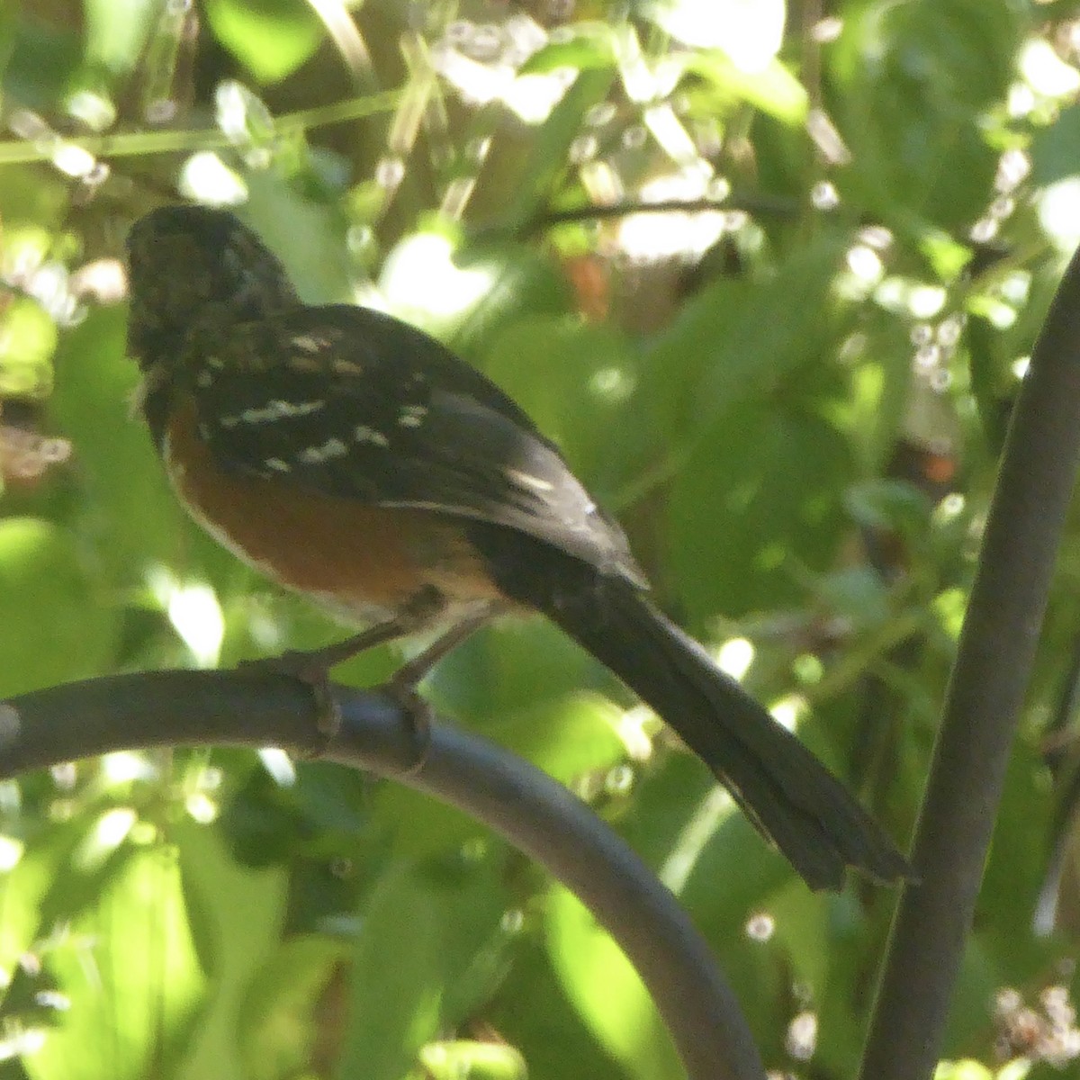 Spotted Towhee - ML624145691