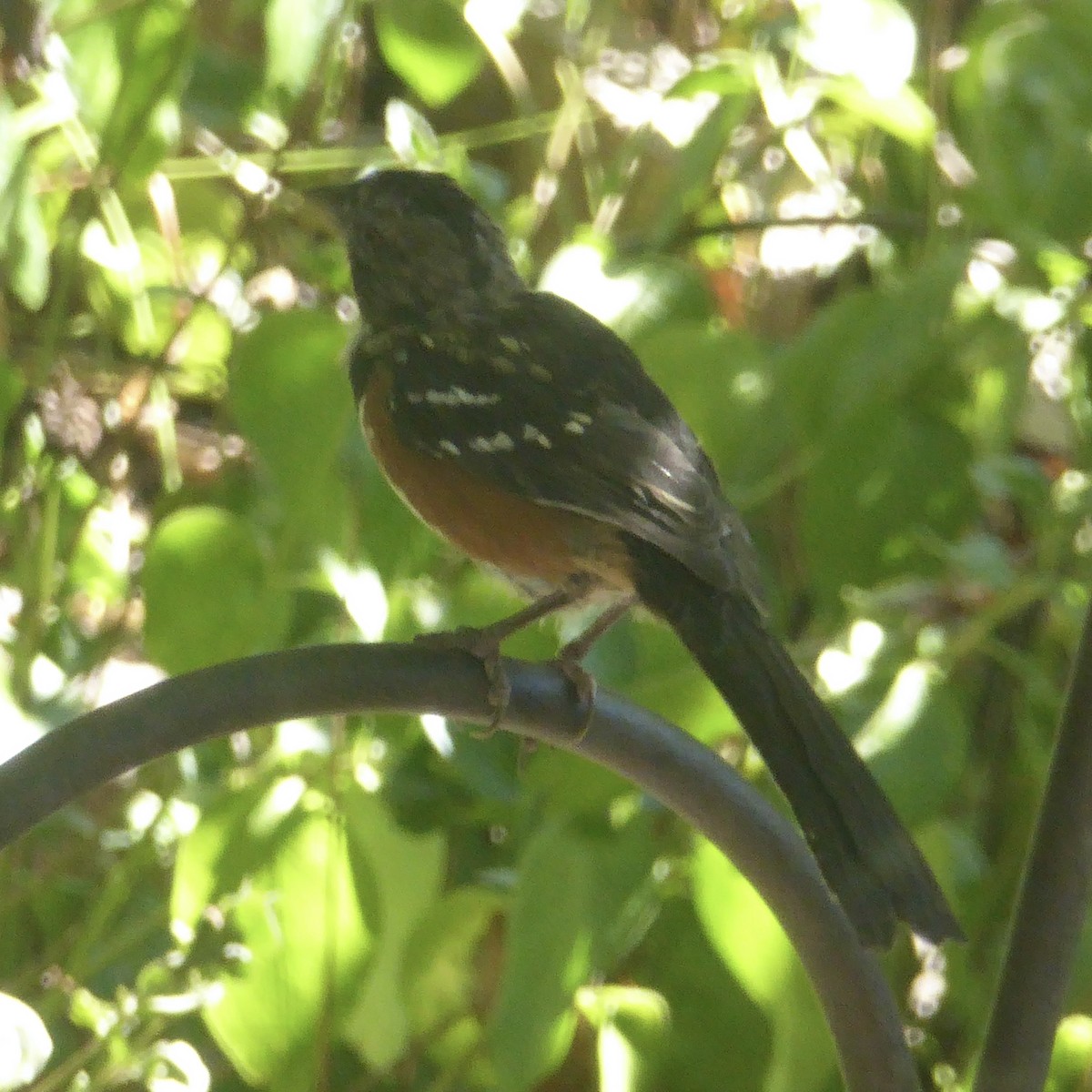 Spotted Towhee - ML624145692