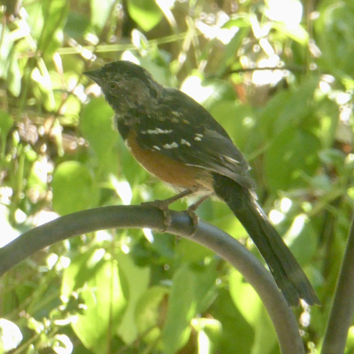 Spotted Towhee - ML624145696