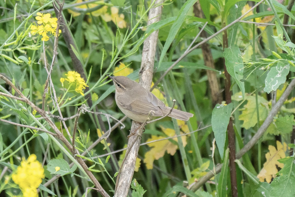 Dusky Warbler - ML624145697