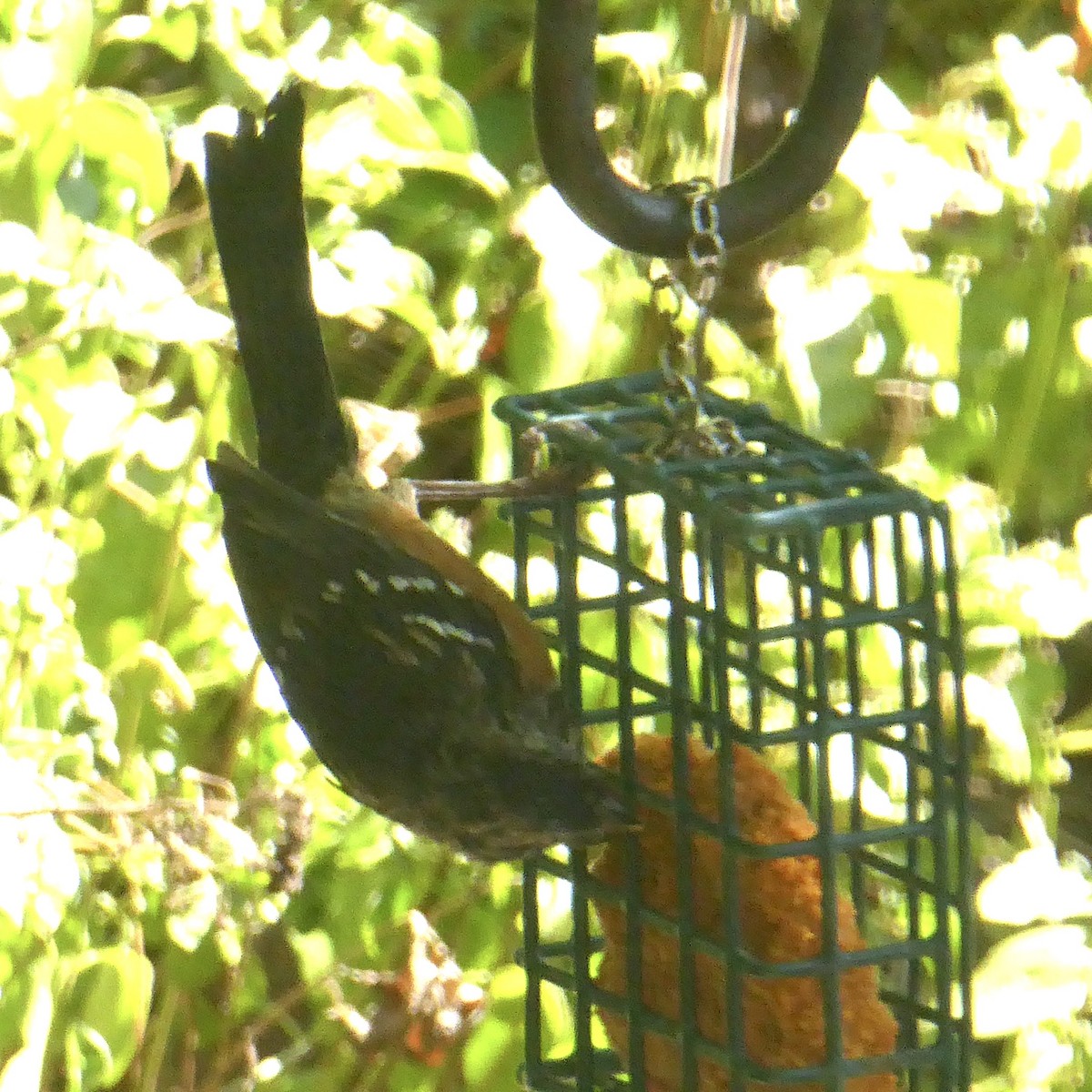 Spotted Towhee - ML624145714