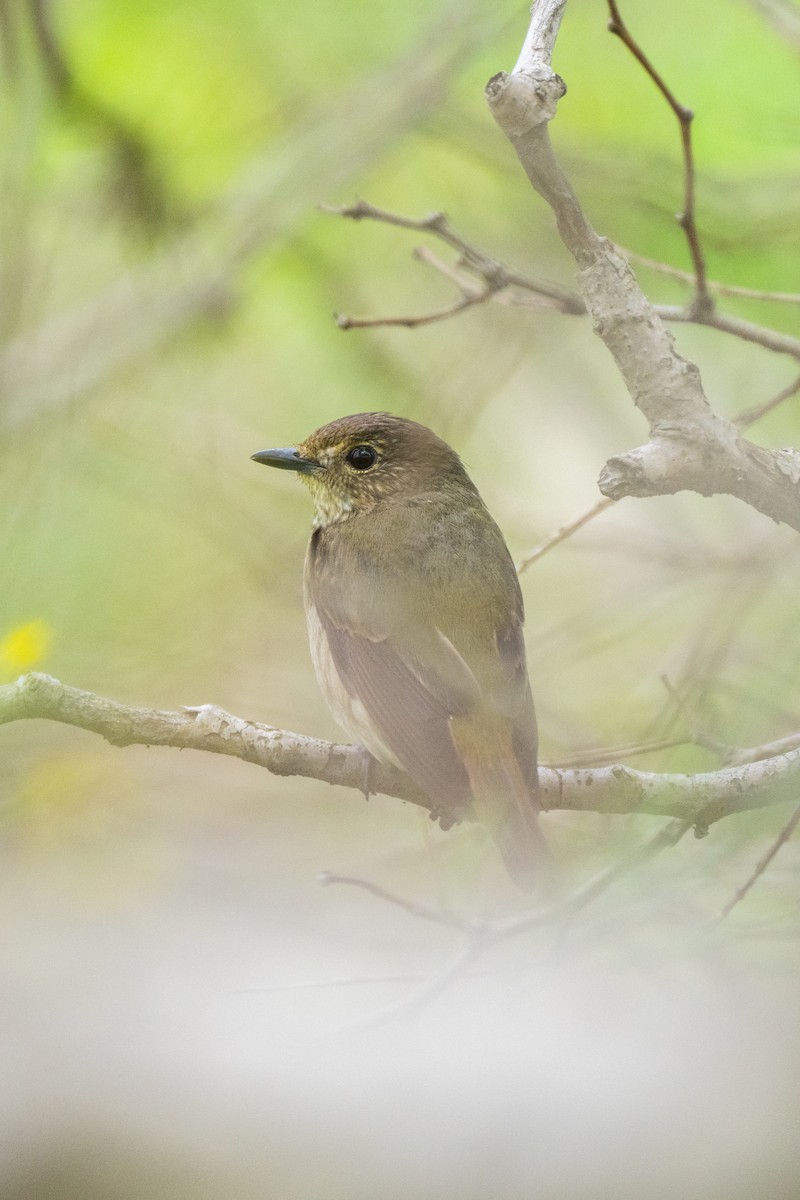 Narcissus Flycatcher - ML624145718