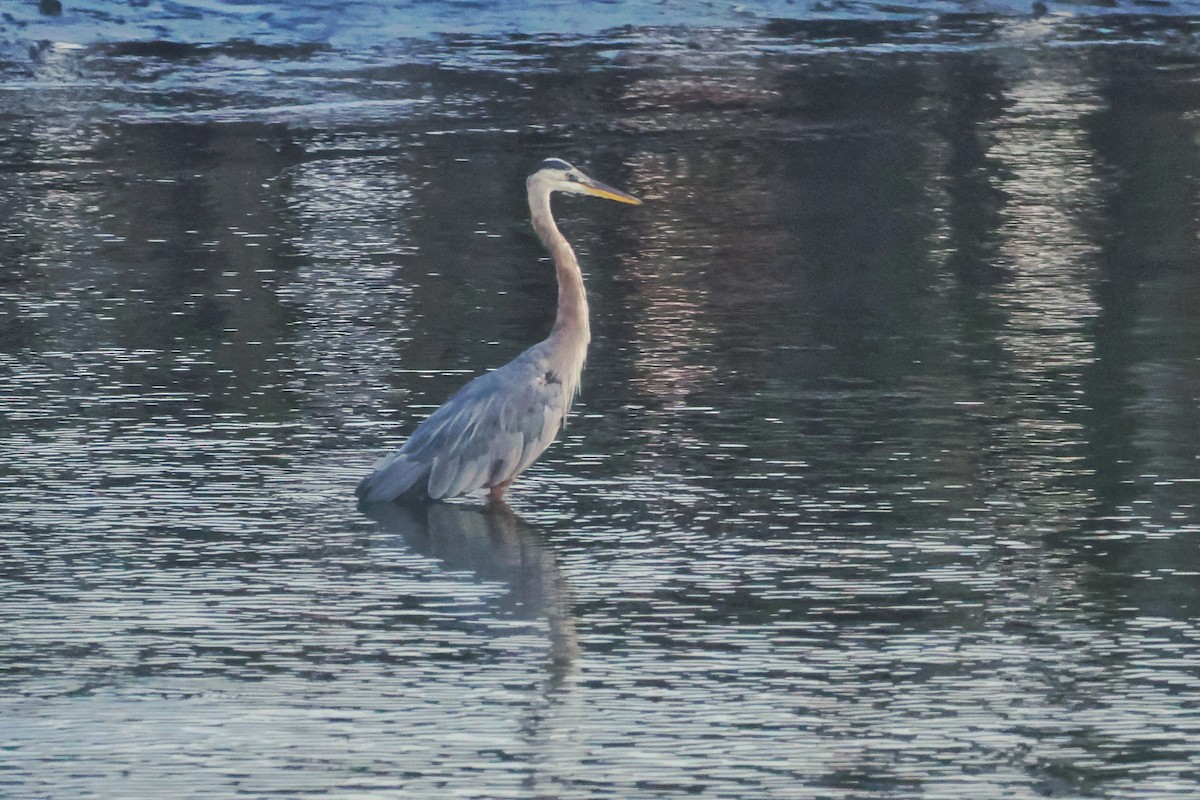 Great Blue Heron (Great Blue) - ML624145719