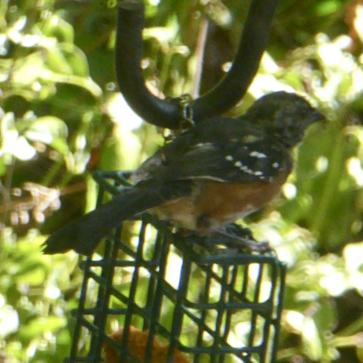 Spotted Towhee - ML624145743