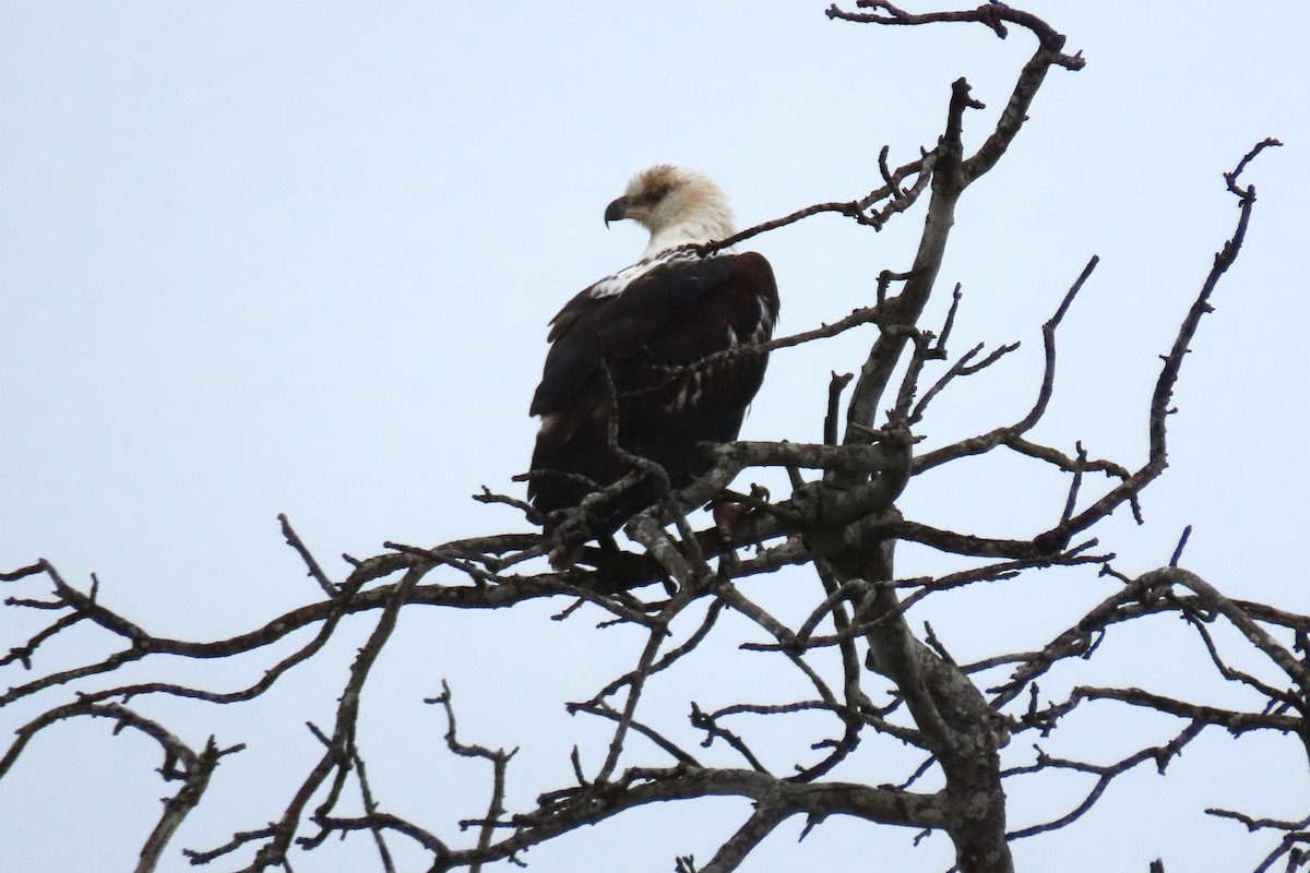 African Fish-Eagle - ML624145747