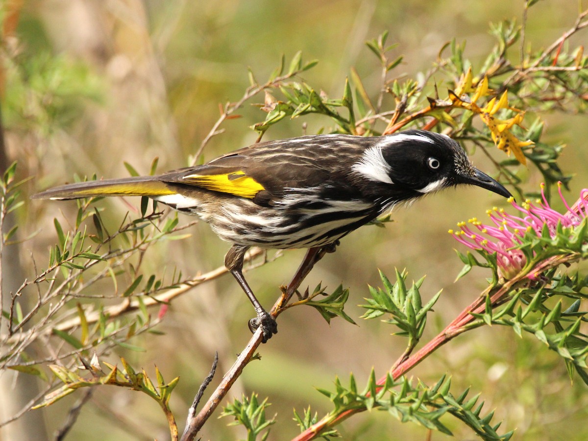 New Holland Honeyeater - ML624145751