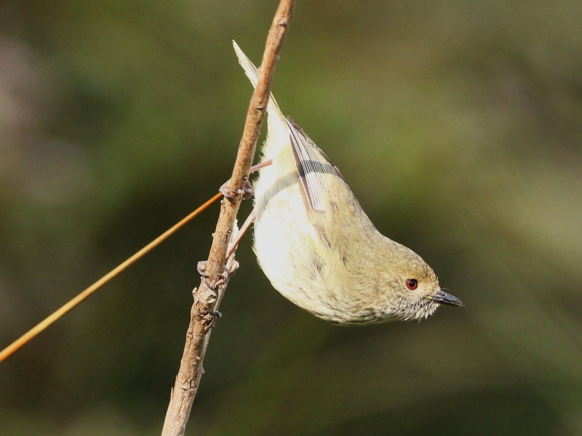 Brown Thornbill - ML624145752