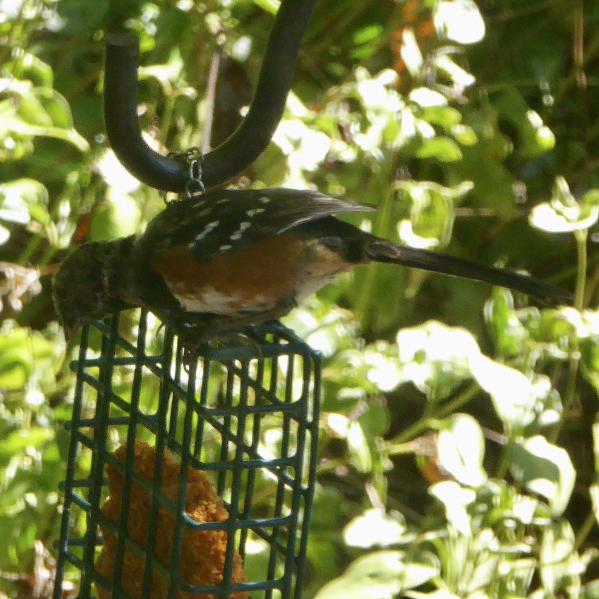 Spotted Towhee - ML624145768