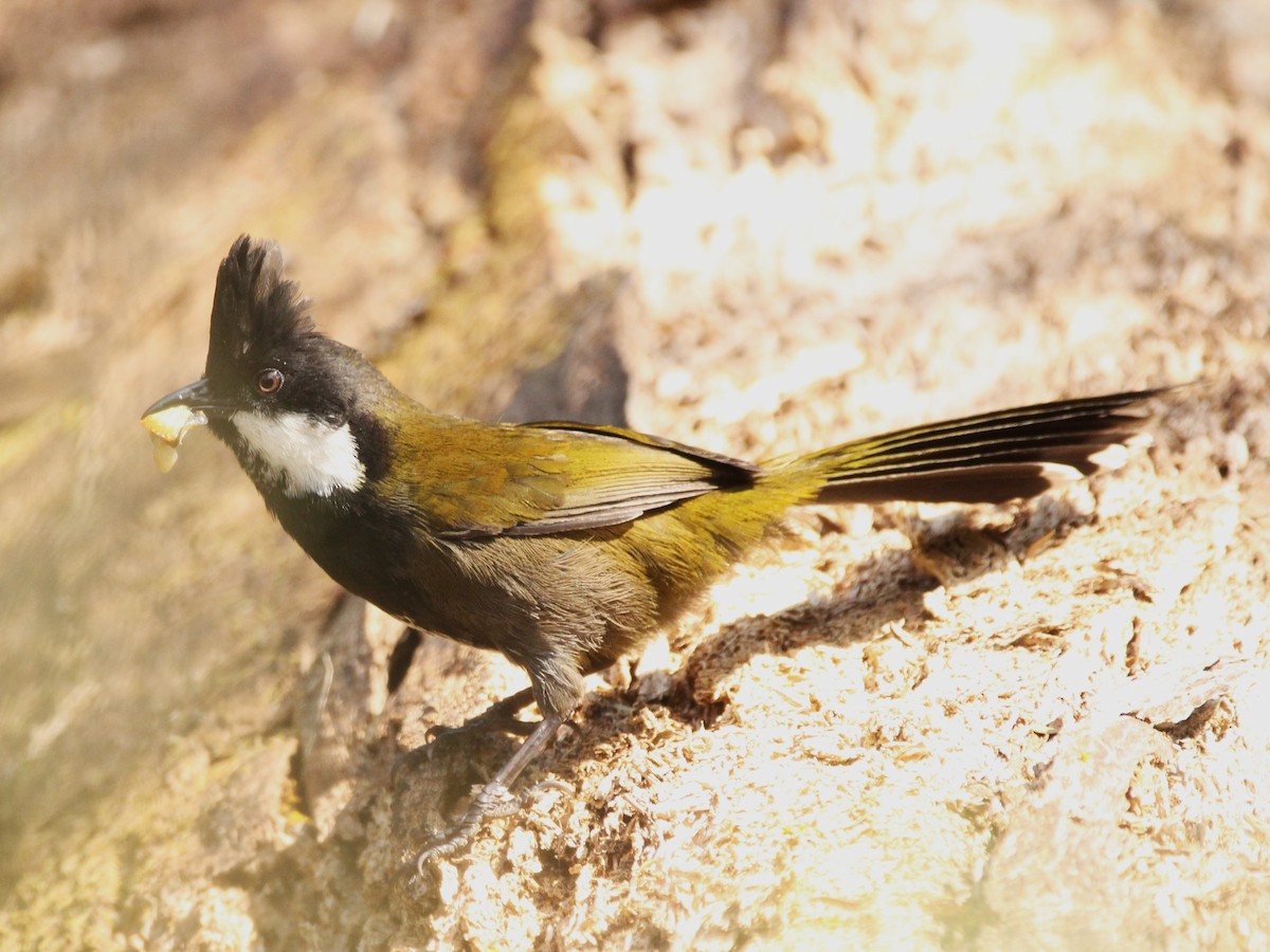 Eastern Whipbird - ML624145769