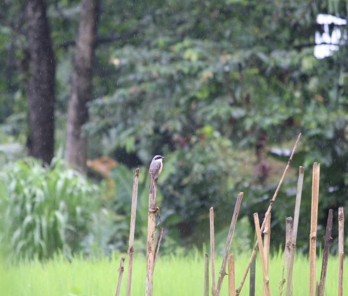 Long-tailed Shrike - Manisha Chettri