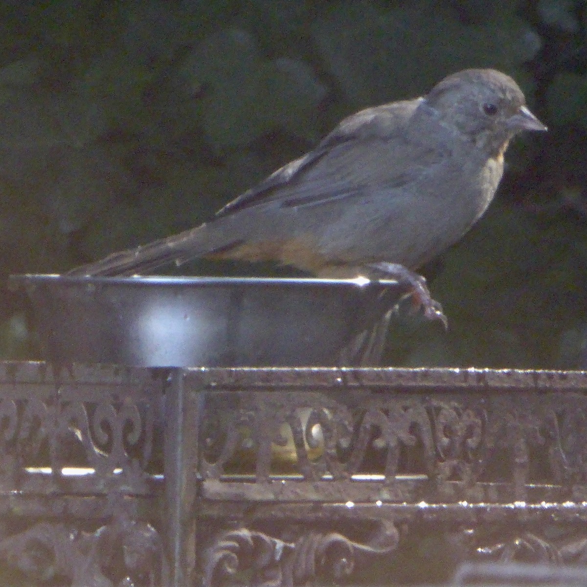 California Towhee - Anonymous