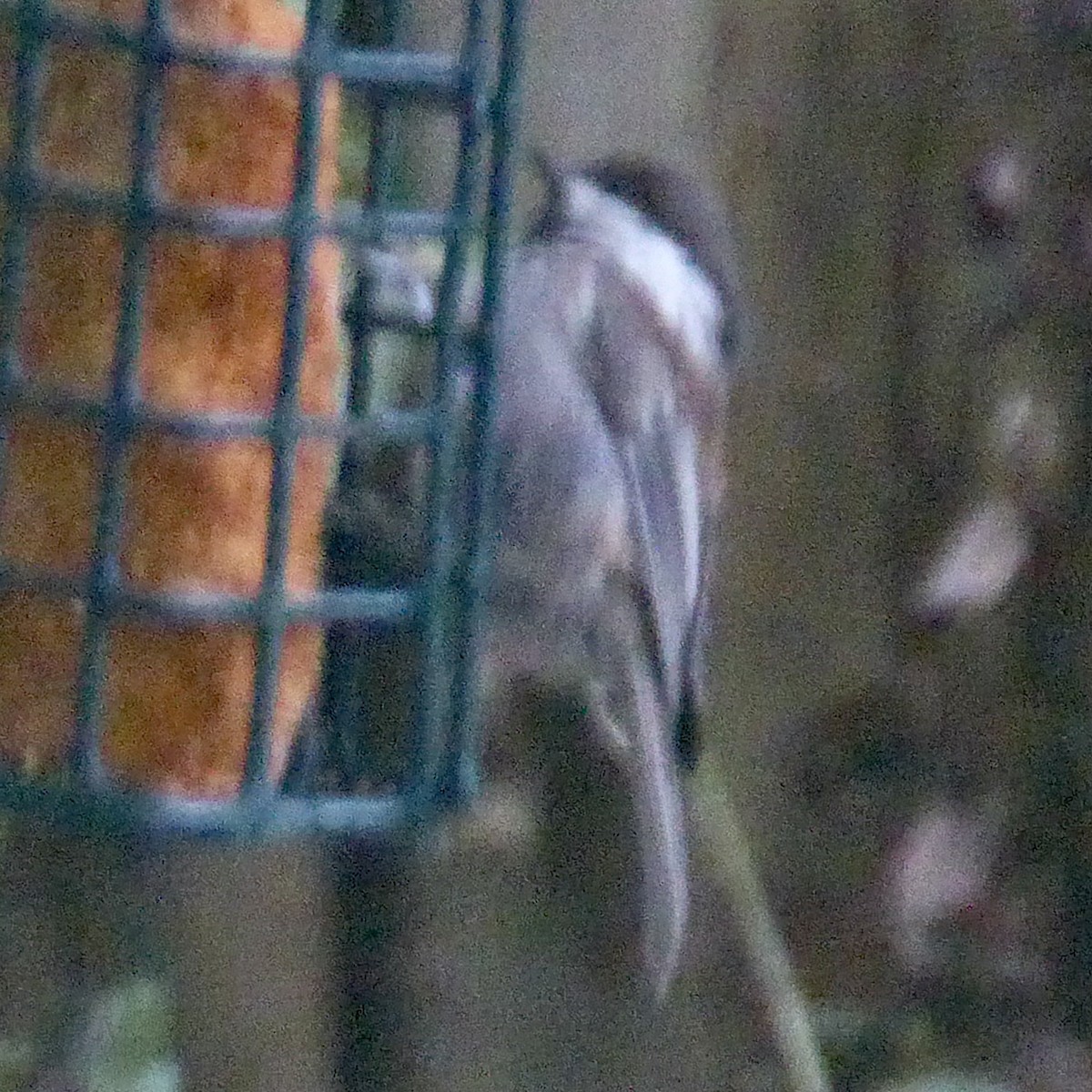 Chestnut-backed Chickadee - Anonymous