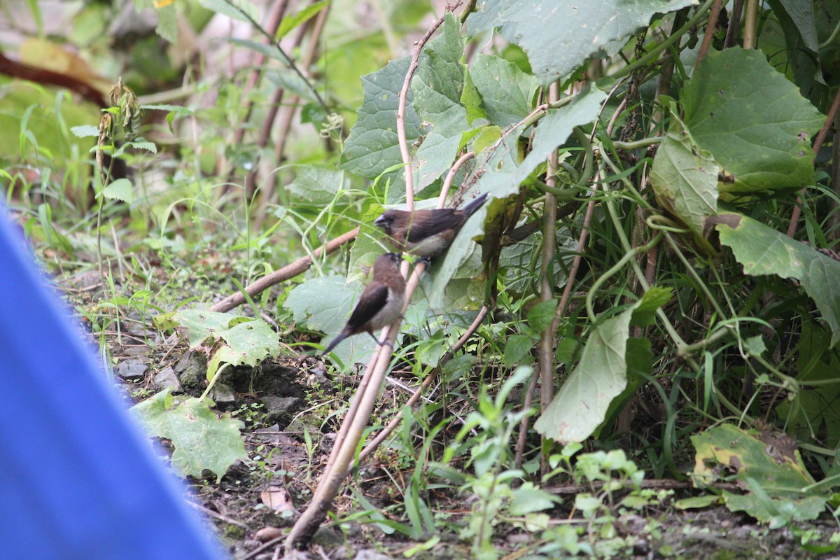 White-rumped Munia - ML624145814