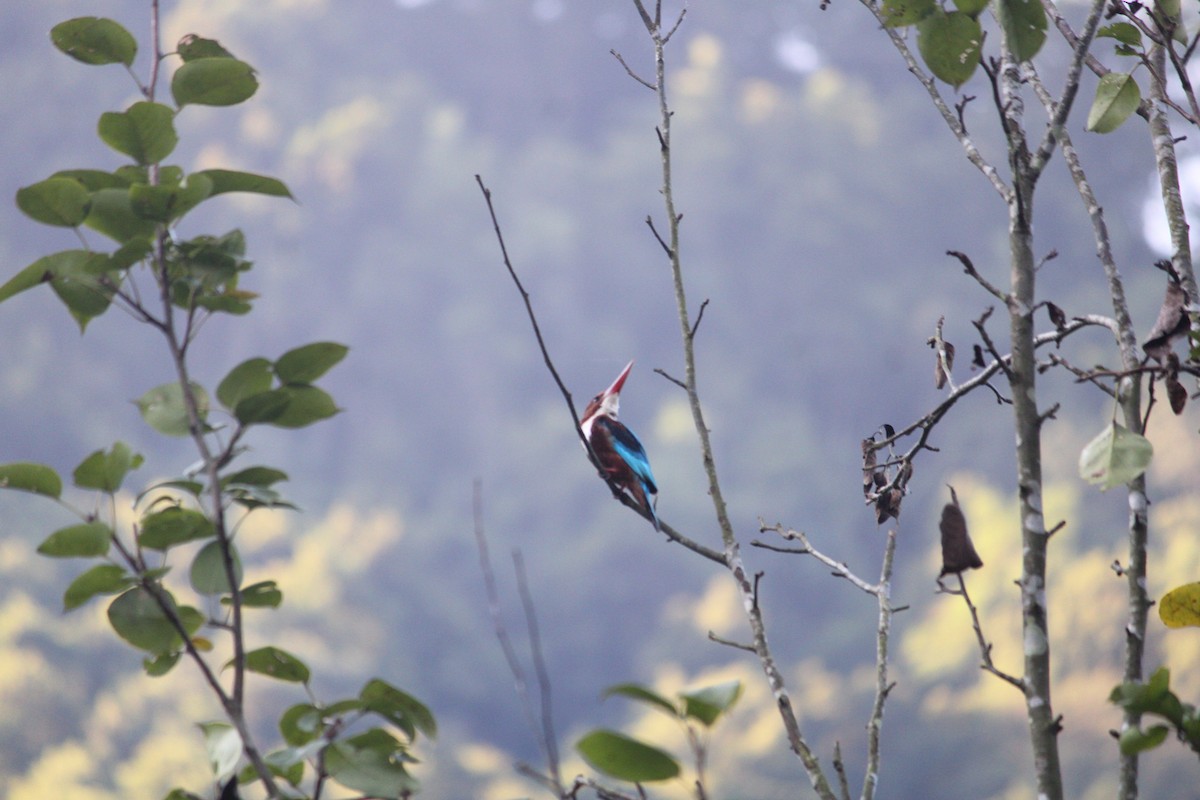 White-throated Kingfisher - ML624145826