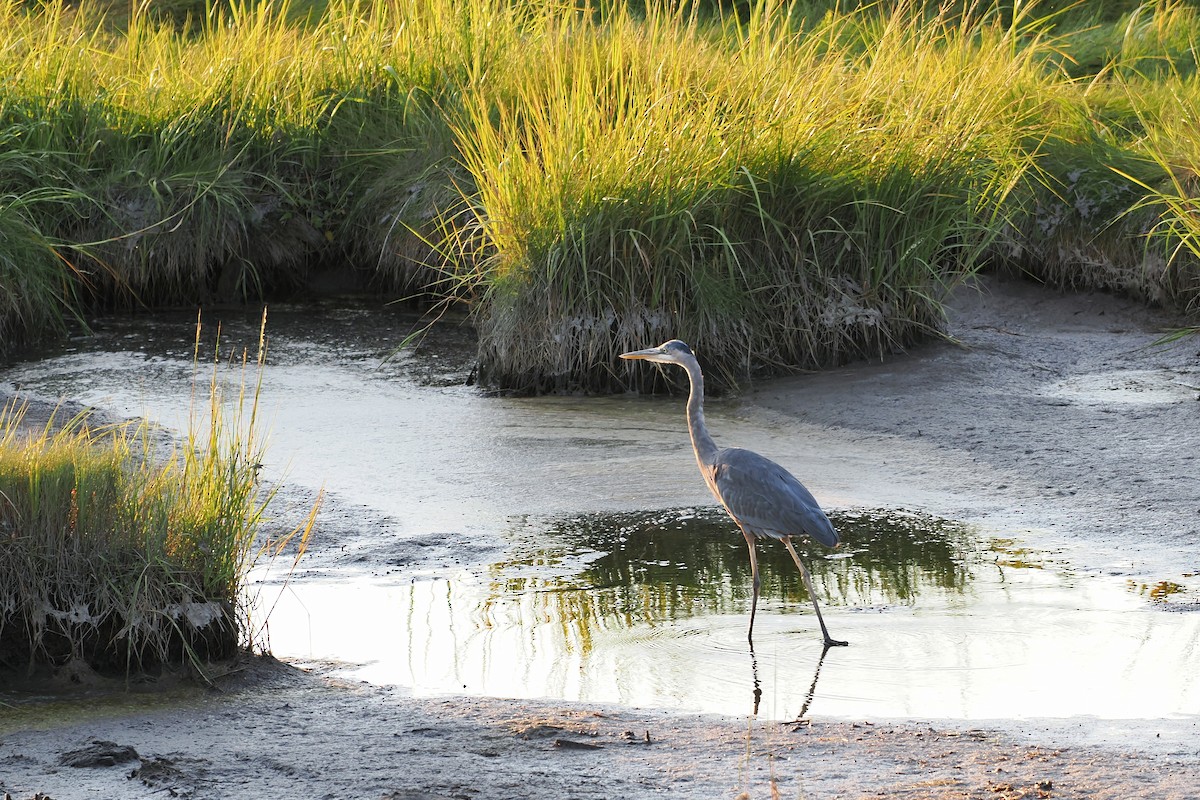 Great Blue Heron (Great Blue) - ML624145827