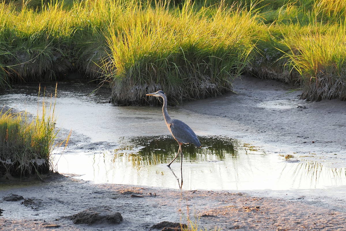 Great Blue Heron (Great Blue) - ML624145828