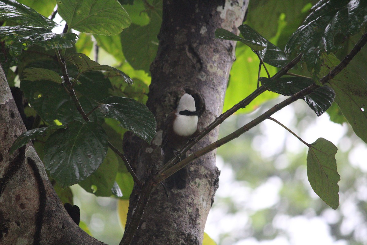 White-crested Laughingthrush - ML624145835