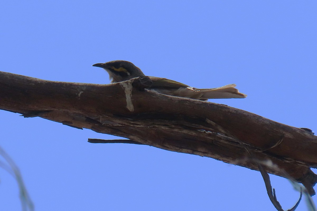 Yellow-faced Honeyeater - ML624145843