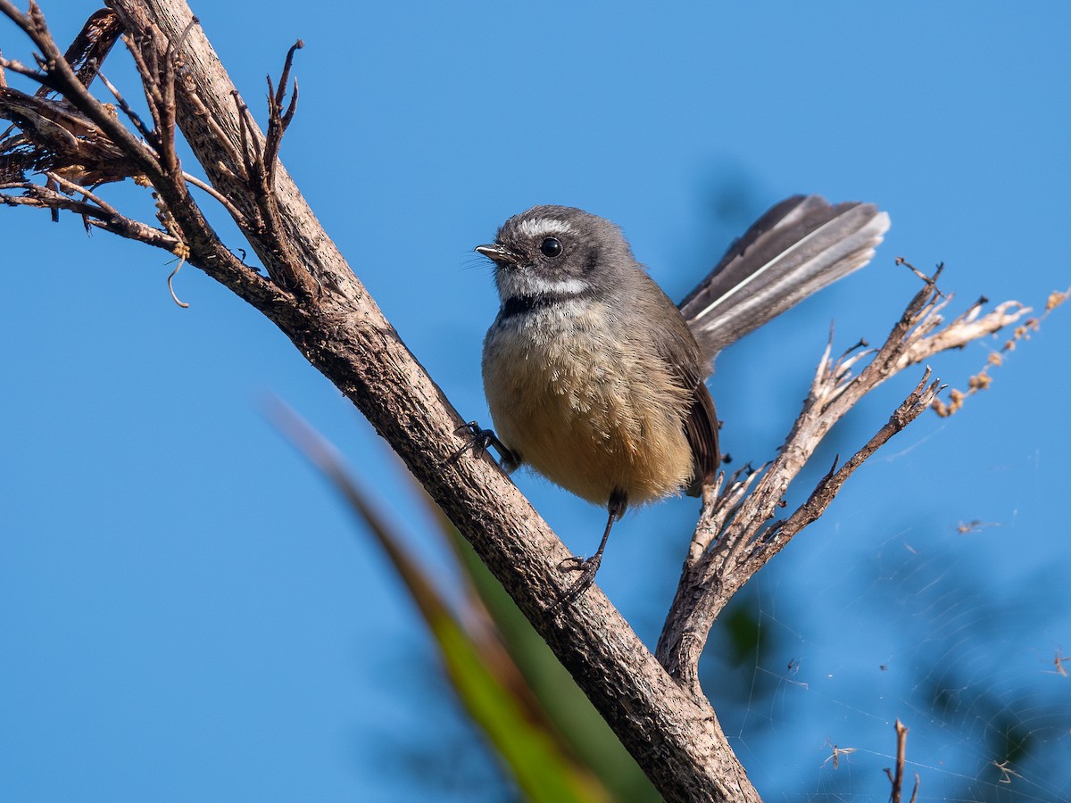 New Zealand Fantail - ML624145855