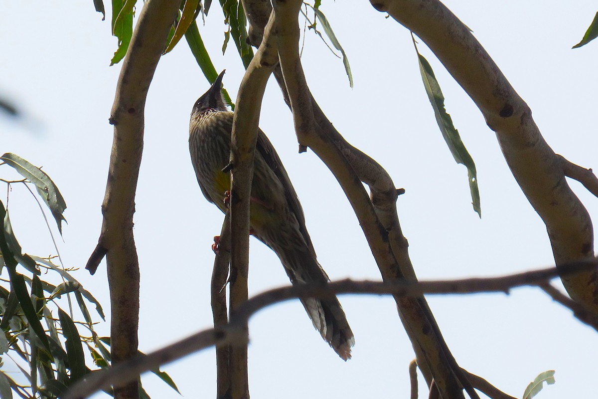 Red Wattlebird - ML624145859