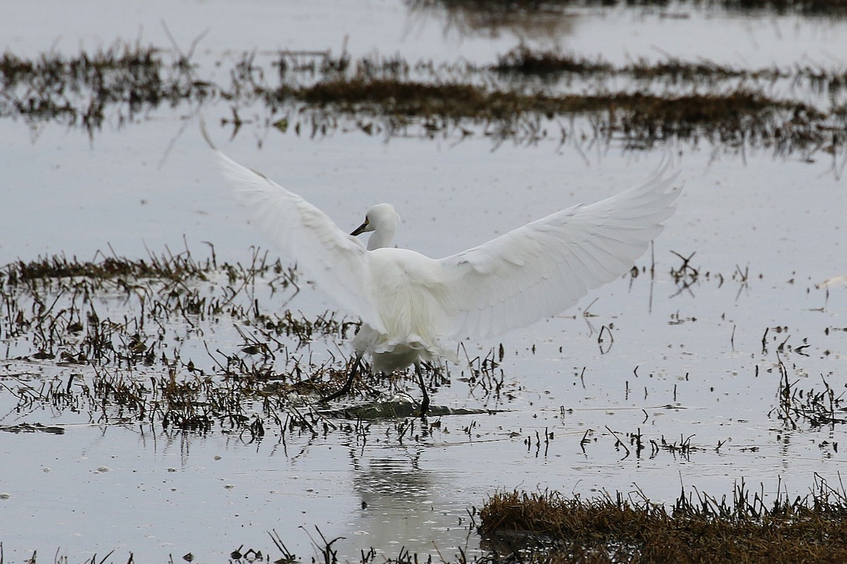 Little Egret - ML624145870