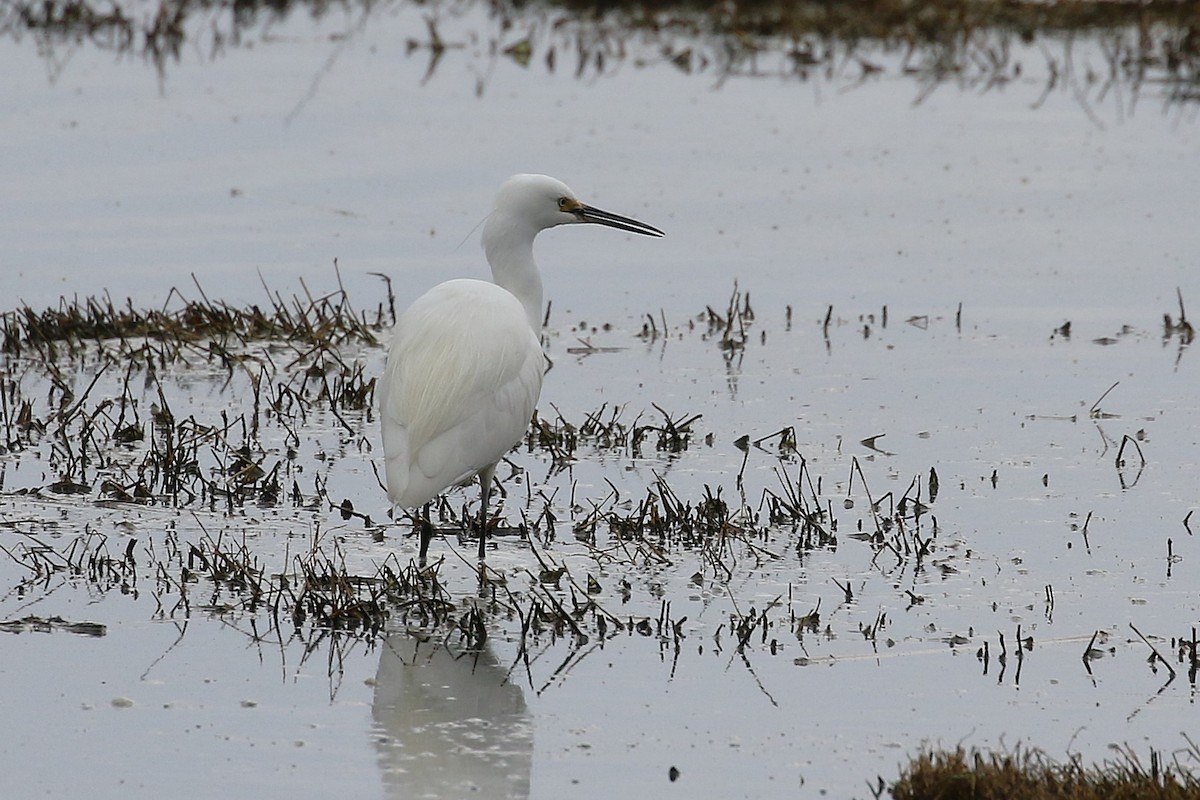 Little Egret - ML624145871