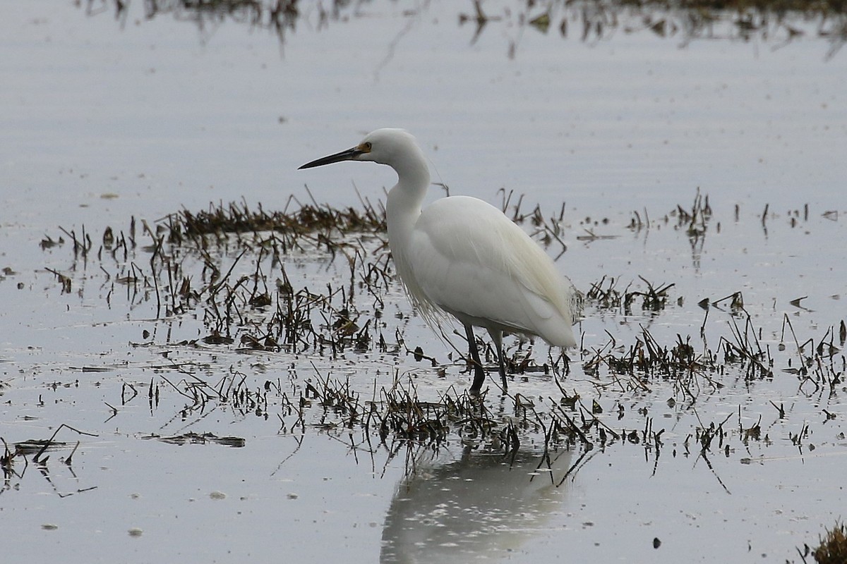 Little Egret - ML624145872