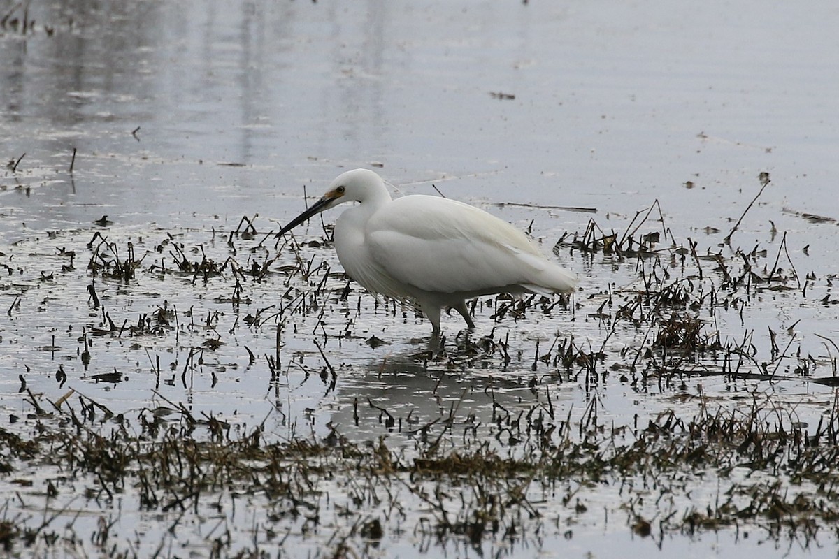 Little Egret - ML624145874