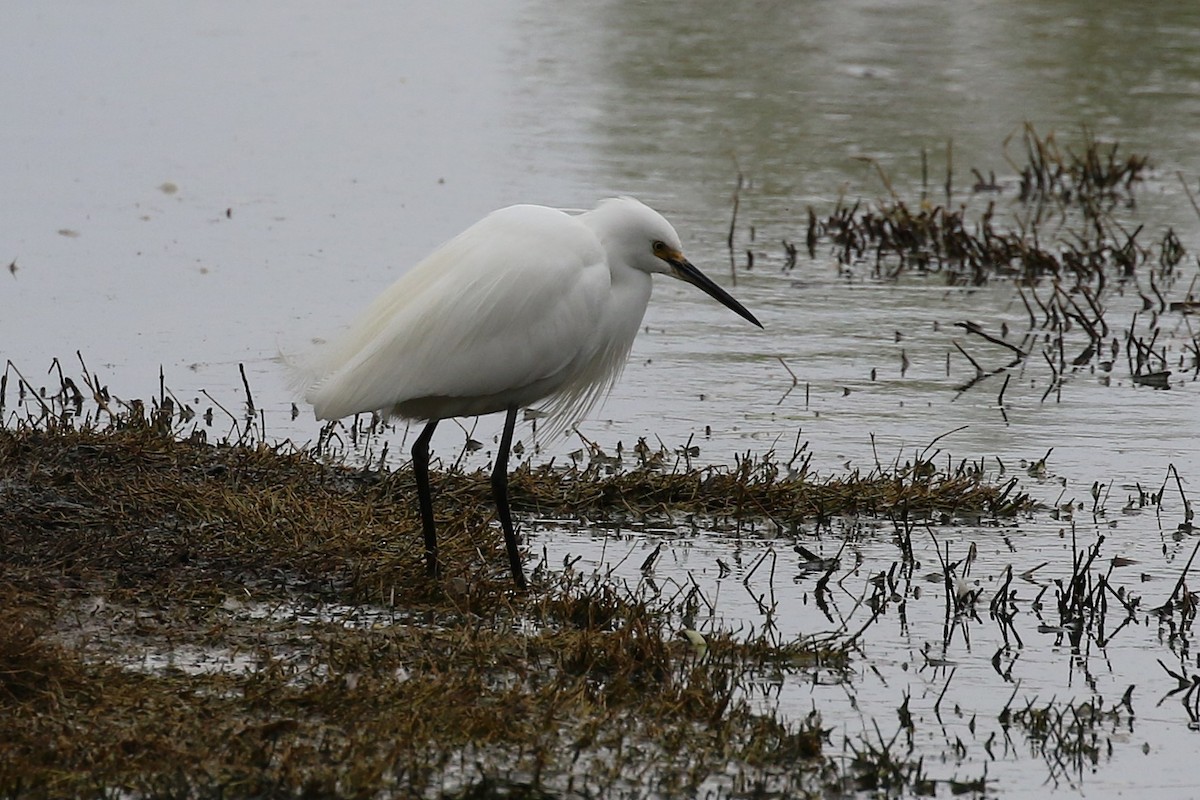 Little Egret - ML624145875