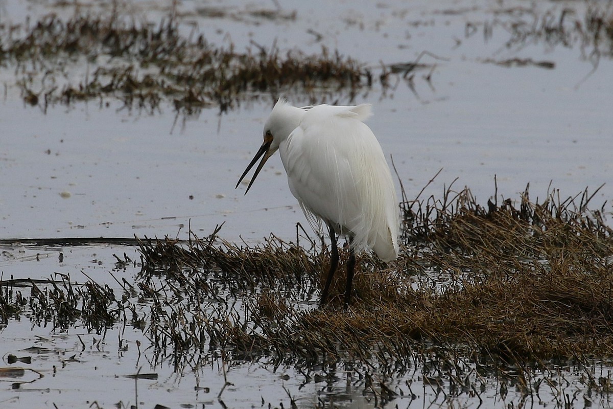 Little Egret - ML624145876