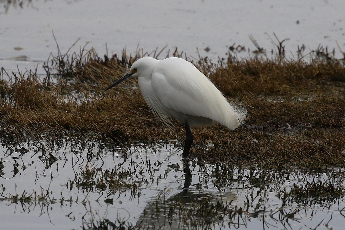 Little Egret - ML624145878