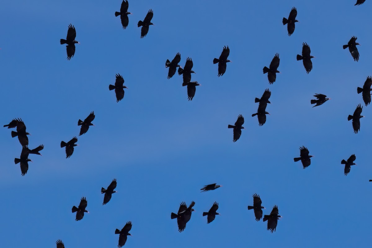 Red-billed Chough (Red-billed) - Jaap Velden