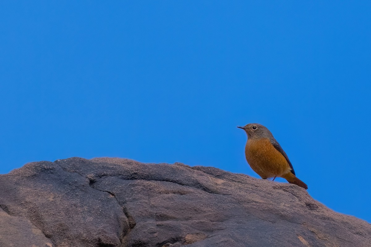 Moussier's Redstart - ML624145911