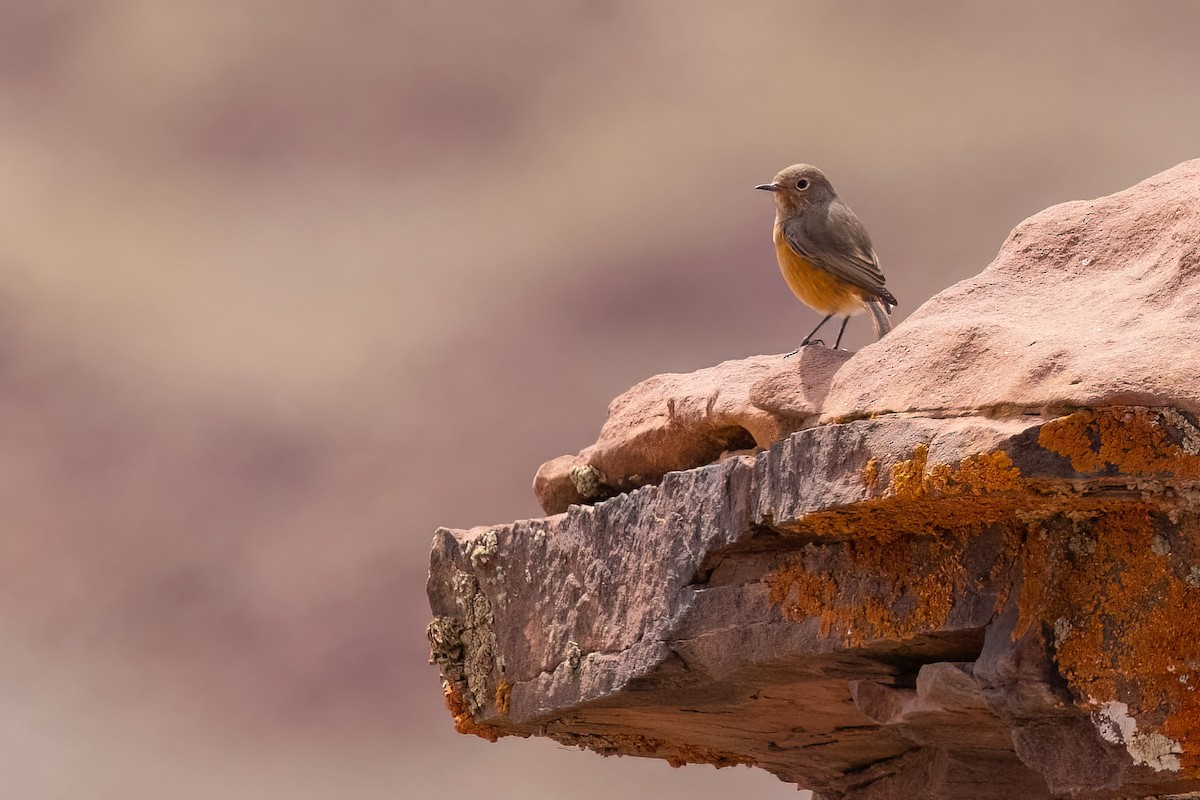 Moussier's Redstart - ML624145912