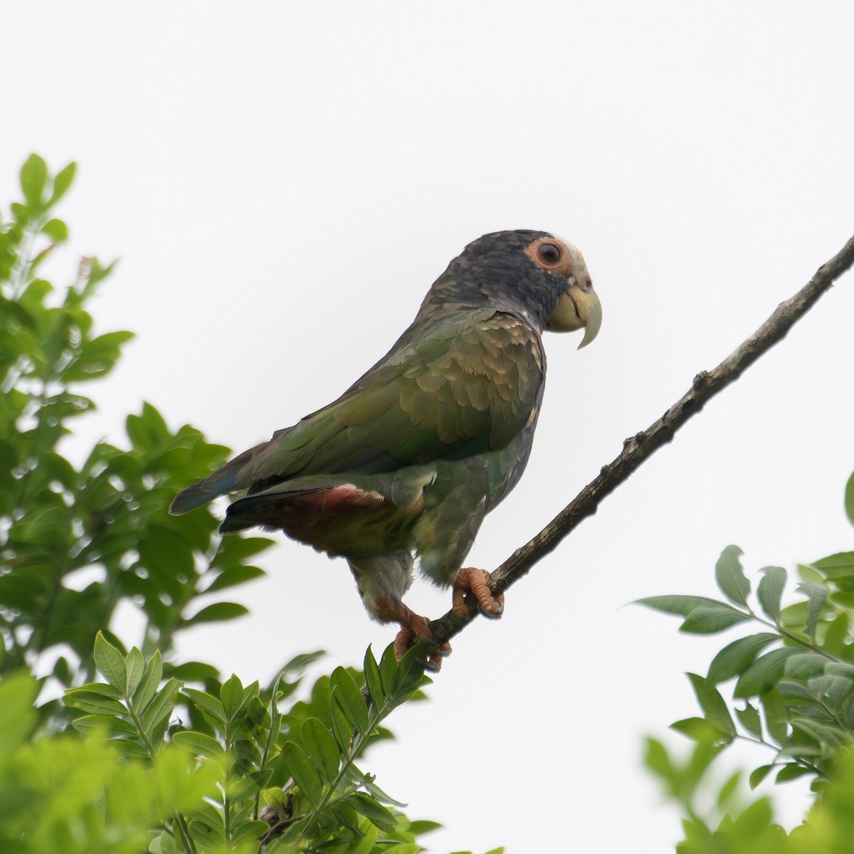 White-crowned Parrot - ML624145913