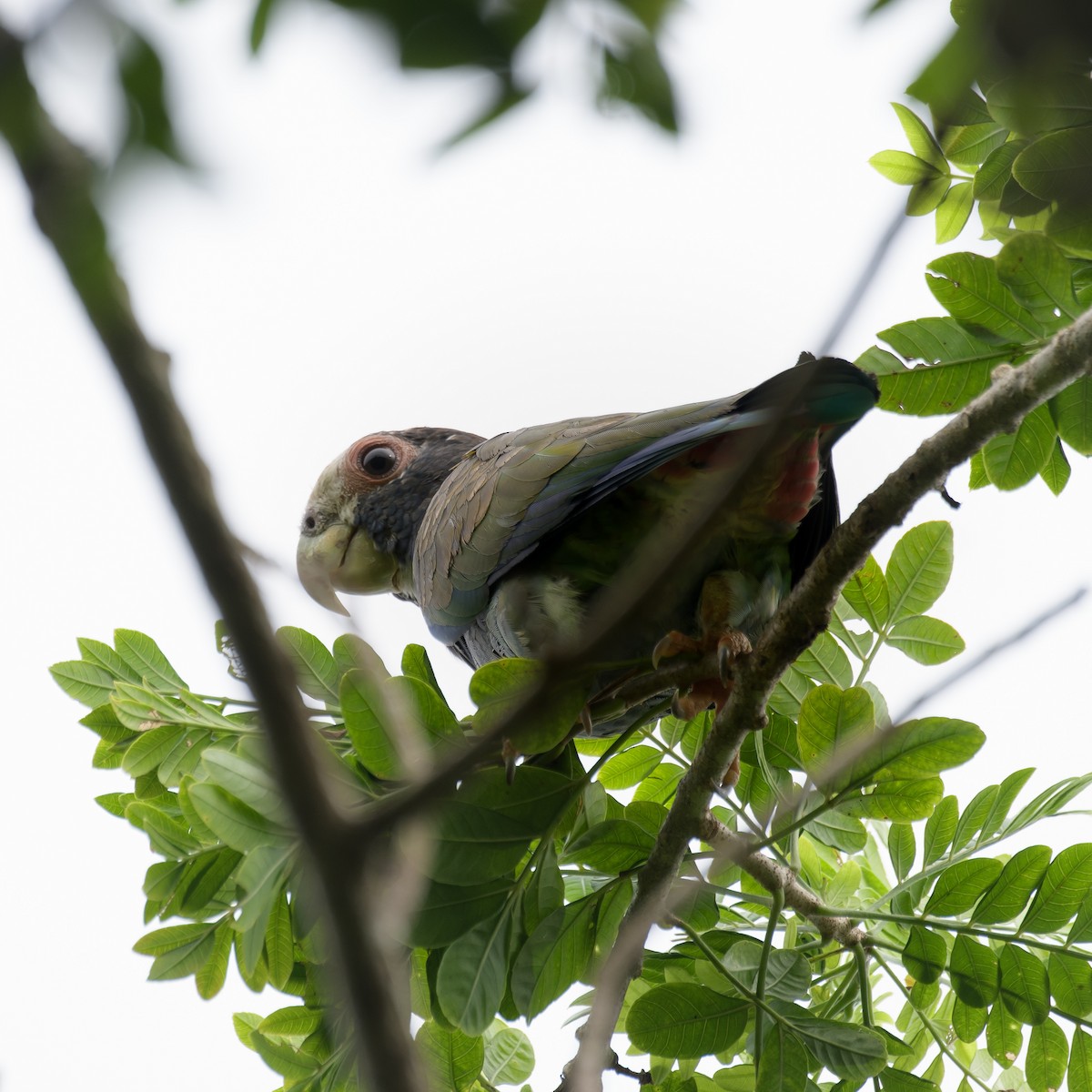 White-crowned Parrot - ML624145914