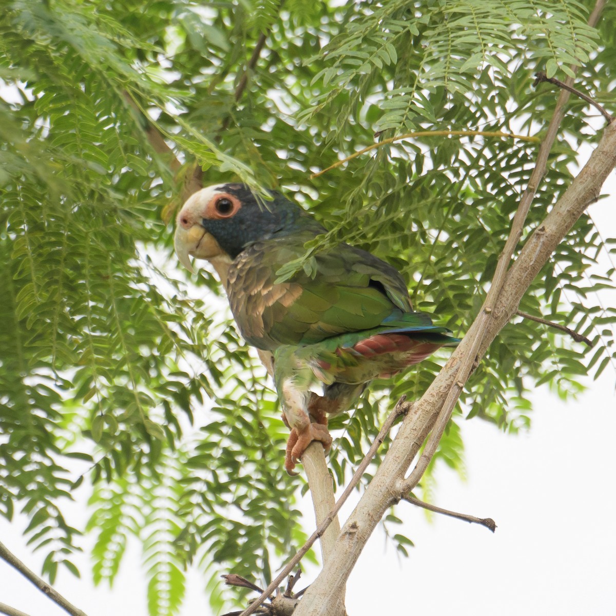 White-crowned Parrot - ML624145915