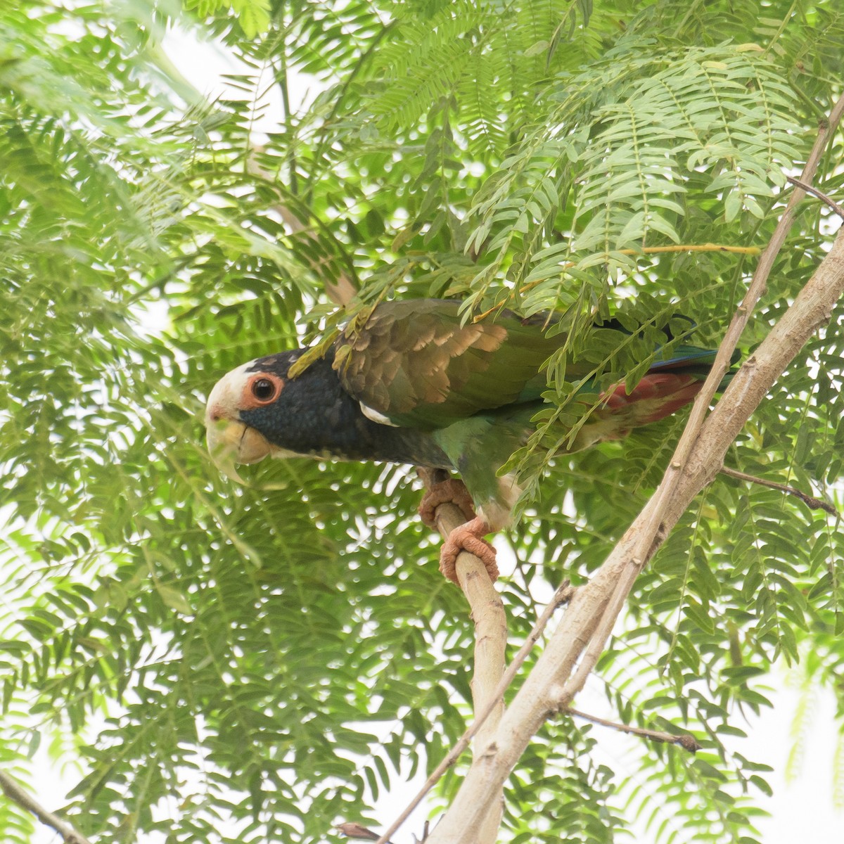 White-crowned Parrot - Abimael Moralez