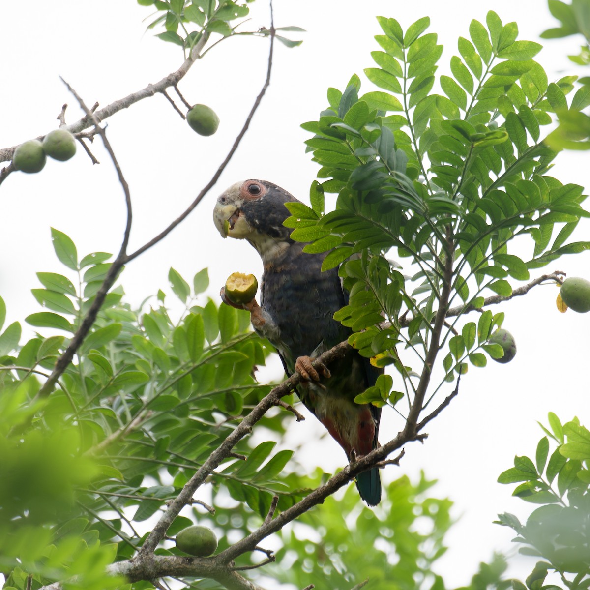 White-crowned Parrot - ML624145917