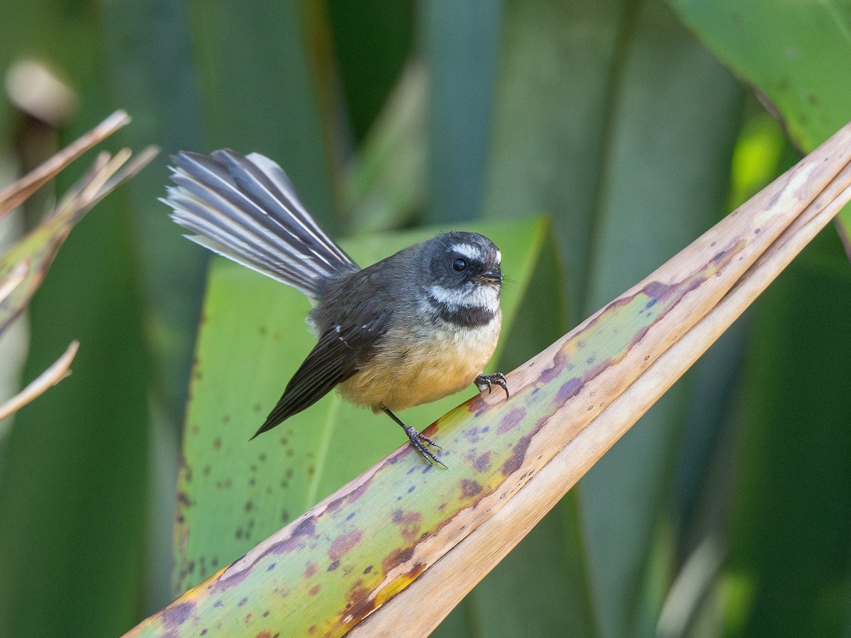 New Zealand Fantail - ML624145995