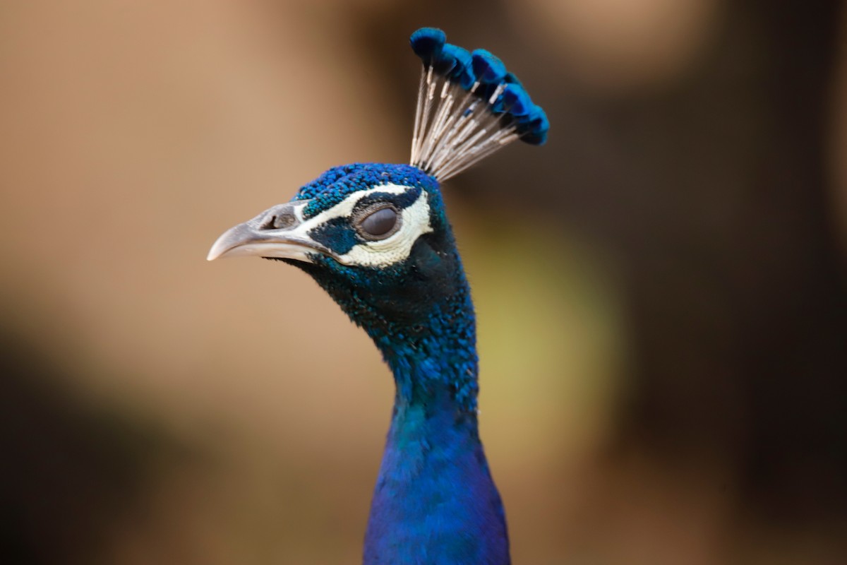 Indian Peafowl - ML624146017