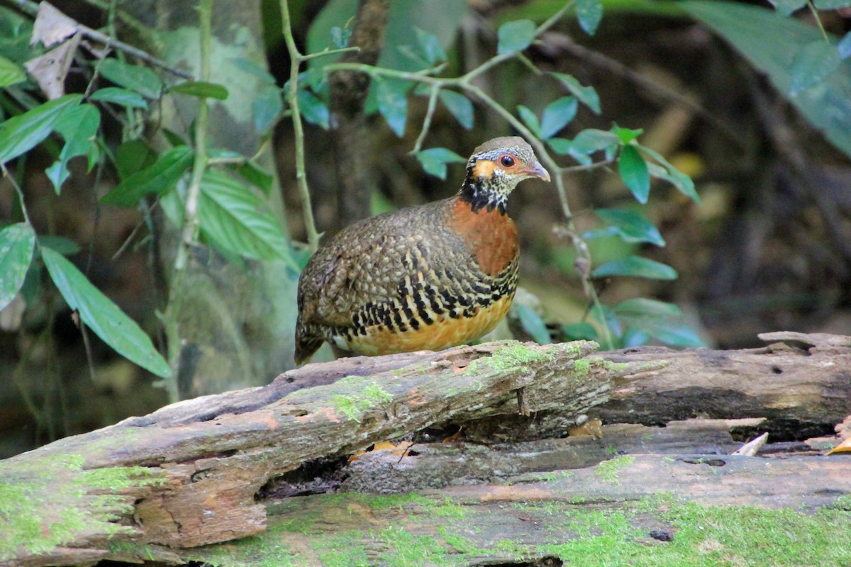 Chestnut-necklaced Partridge - ML624146035