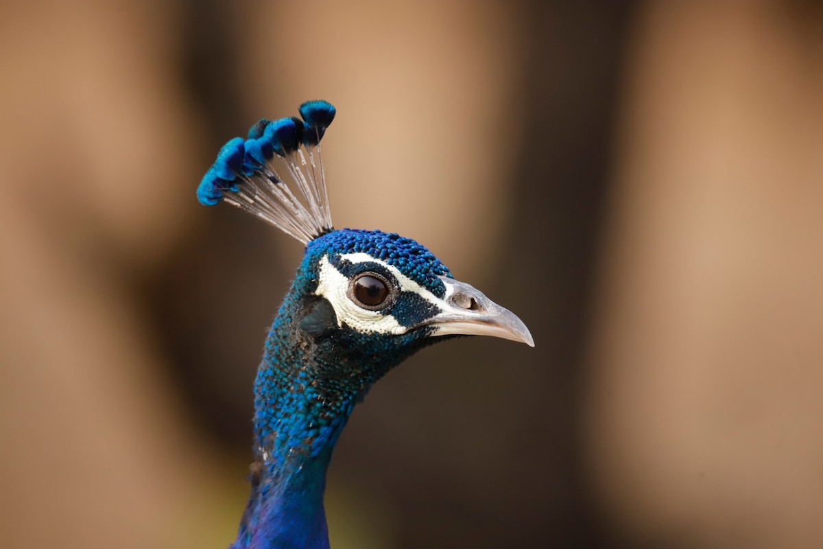 Indian Peafowl - ML624146038