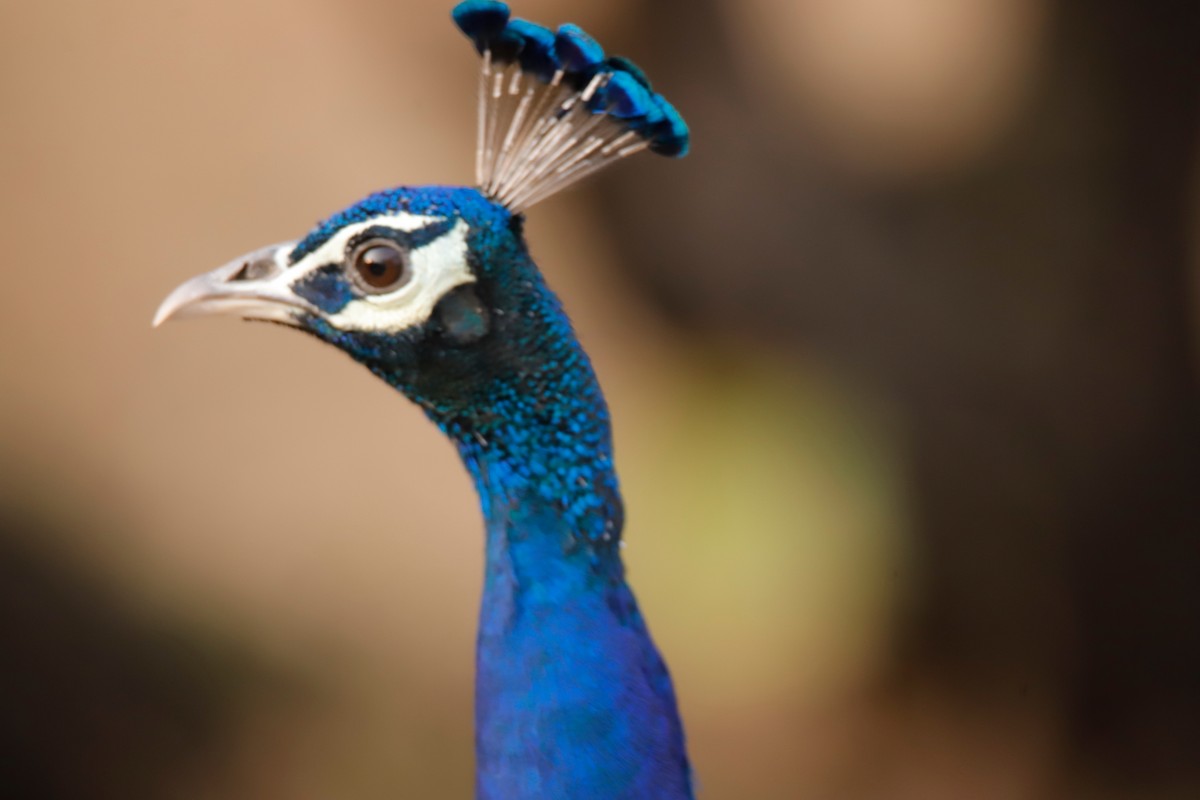 Indian Peafowl - ML624146040