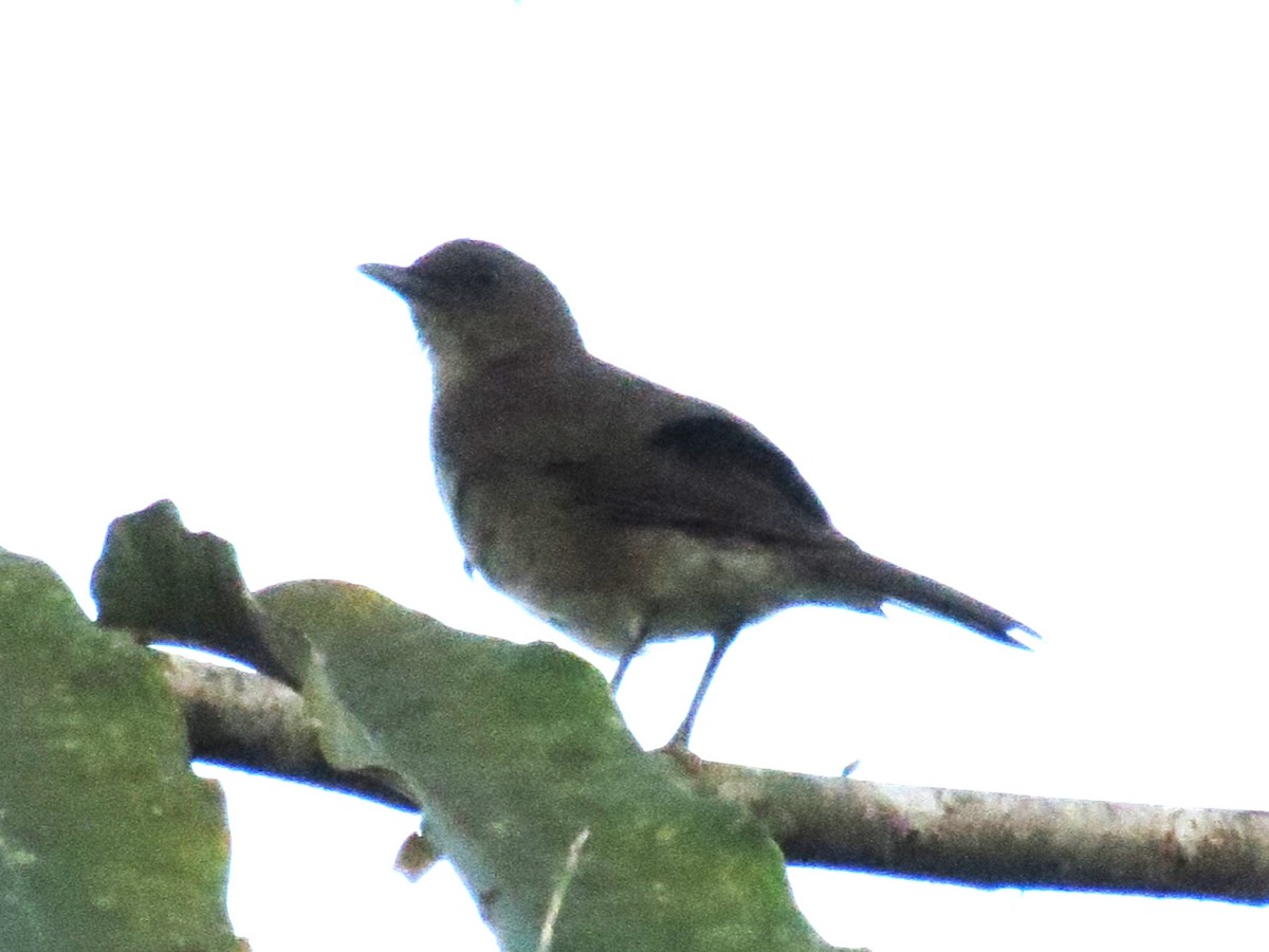 Black-billed Thrush - ML624146069