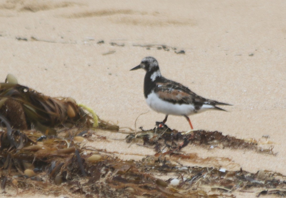 Ruddy Turnstone - ML624146099