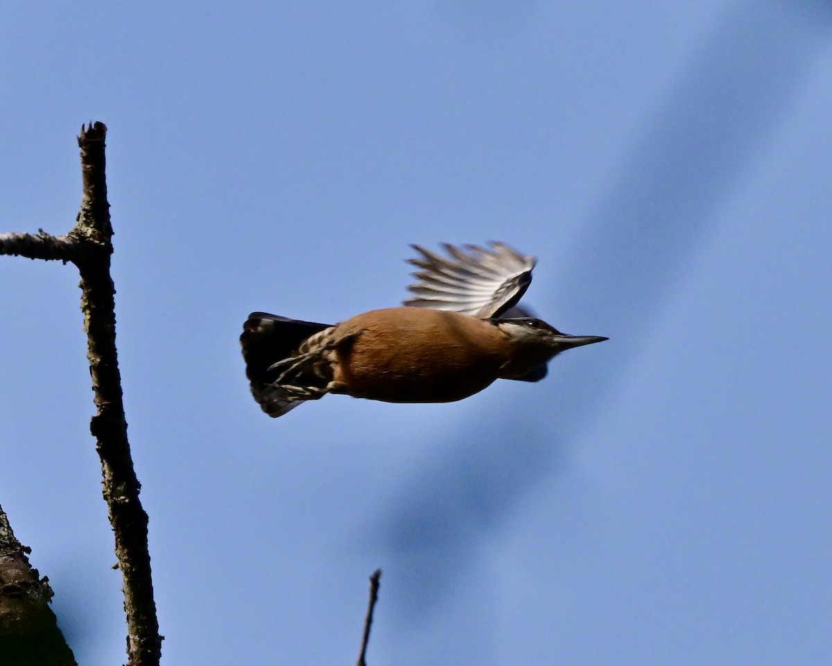 Chestnut-bellied Nuthatch - Hetali Karia